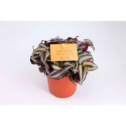 TRADESCANTIA zebrina P10.5