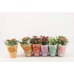 KALANCHOE le Chic P10.5