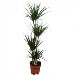 DRACAENA marginata...