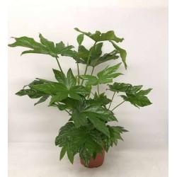 FATSIA japonica H80 P21