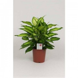 DIEFFENBACHIA seguine...