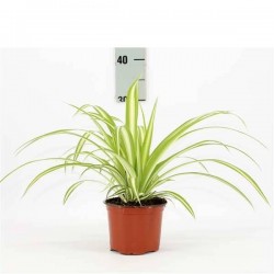 CHLOROPHYTUM Panache P12