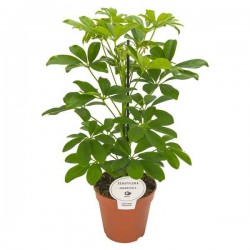 SCHEFFLERA 'Nora' P13