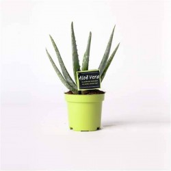 ALOE vera P10.5