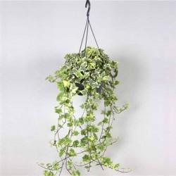 HEDERA panache SUSPØ19