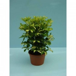 SCHEFFLERA arboricola...