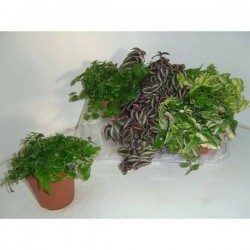 TRADESCANTIA assorti P12