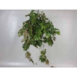 CISSUS alata 'Ellen Danica'...