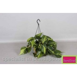 PHILODENDRON scandens...