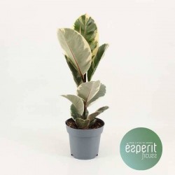 FICUS elastica 'Tineke' P14