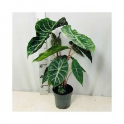 ALOCASIA 'Pink Dragon' H45 P17