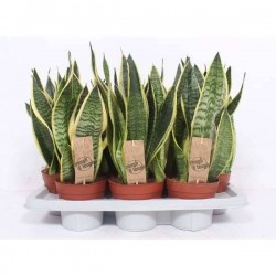 SANSEVIERIA trifasciata...