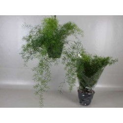 ASPARAGUS densiflorus...