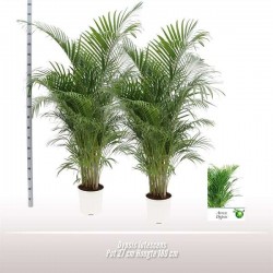 ARECA H170 P27-COUL