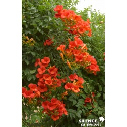 CAMPSIS tagliabuana 'Madame...
