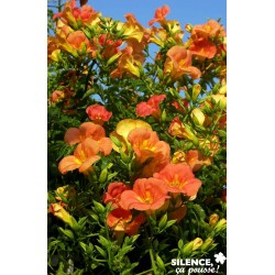 CAMPSIS grandiflora FF...