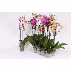 PHALAENOPSIS EXTRA 2HP P12