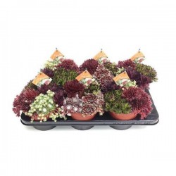 SEMPERVIVUM Quatro P17
