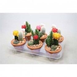 CACTUS GREF P11-TC