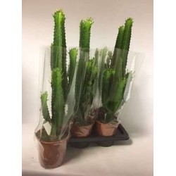 EUPHORBE acrurensis H70 P17