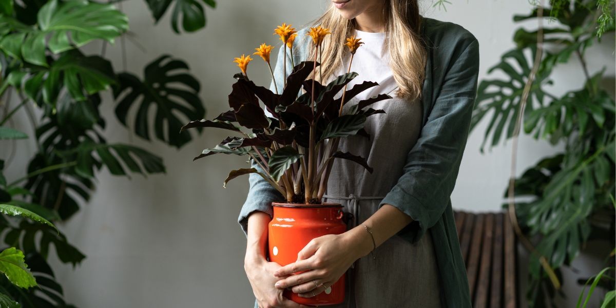 Plantes d'intérieur